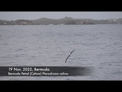 Bermuda Petrel (Cahow), 19-26 Nov. 2022, off Bermuda.