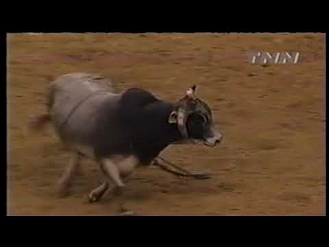 Ty Murray vs Brahmalistic - 00 PBR Greensboro (86.5 pts)