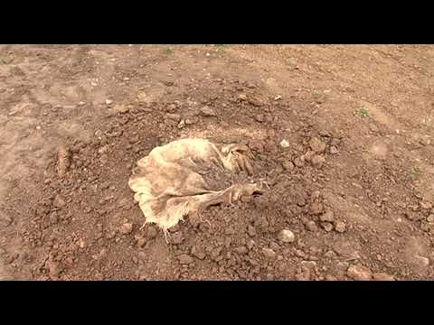 В Курске украли недавно высаженные голубые ели