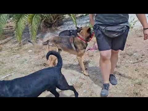 Vídeo de TEO