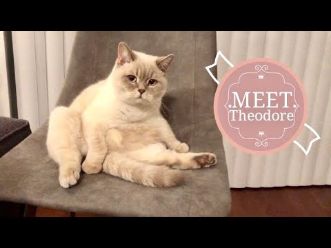 Meet Theodore: Blue Point British Shorthair Cat