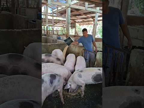 add feeds #pigindustry #pig #pigfeed #farming101 #animals #hogger #pigfarming #farming #pighusbandry