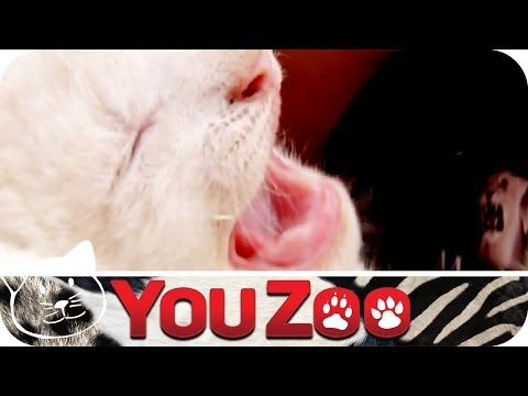 Süße Löwenbabys im Zirkus Krone │YouZoo