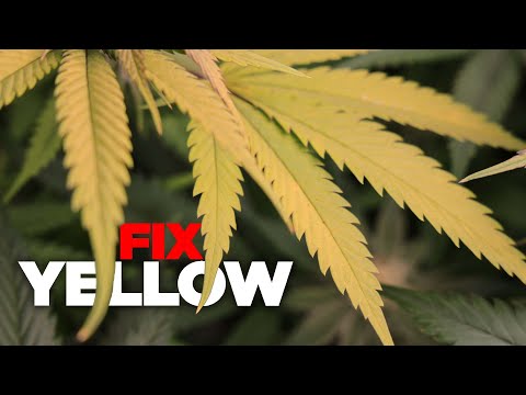 How to Fix Yellow Leaves - Nitrogen, Magnesium, Sulfur & Potassium Deficiencies in Weed & Cannabis