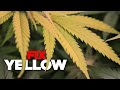 How to Fix Yellow Leaves - Nitrogen, Magnesium, Sulfur & Potassium Deficiencies in Weed & Cannabis
