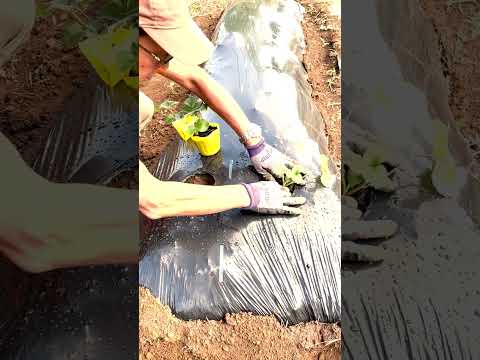 いつ、どのようにイチゴを鉢に植えるのですか？有機果物の栽培を成功させるために必要なすべてをお伝えします。  庭園