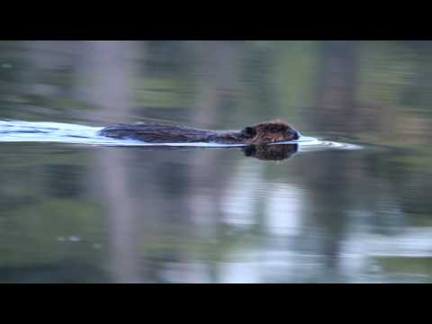 An Algonquin Beaver Pond (www.algonquinpark.on.ca)