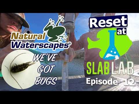 The Pond Is Rebuilding Itself (Here's the Proof) | Reset at Slab Lab Episode 12