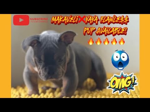 YaYa pupdate,Nano pup still available