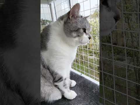 🐱My Big Cat Family _Igor & Liusia #short #shortvideo #shortscatsvideos #cats #cat #cutecats
