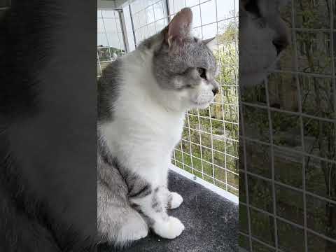 🐱My Big Cat Family _Igor & Liusia  #short #shortvideo #shortscatsvideos #cats #cat #cutecats