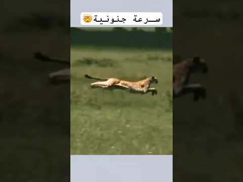 شاهد سرعة ومرونة الفهد الصياد العالية 🤯