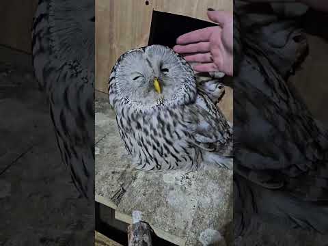 Я вообще впервые Ловлю дикую птицу 11 января 2026 г