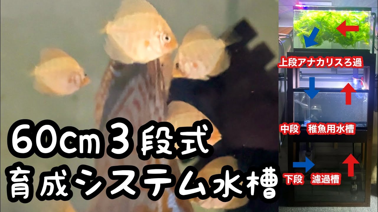 稚魚が大量に育つ“3段式アナカリスろ過水槽”作ってみた【アクアリウムDIY】