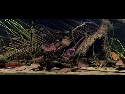 750 liters Congo aquarium Phenacogrammus aurantiacus, Bathyaethiops greeni etc