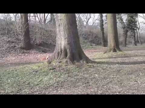 Veverka ze Stromovky