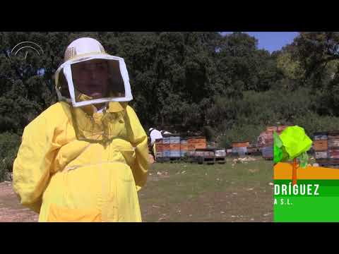 Apicultura, El Viso. Producción ecológica [2018]