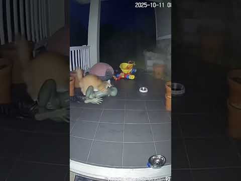 🐾CCTV Caught A Cat Battling A Ghostly Figure🐾#shorts