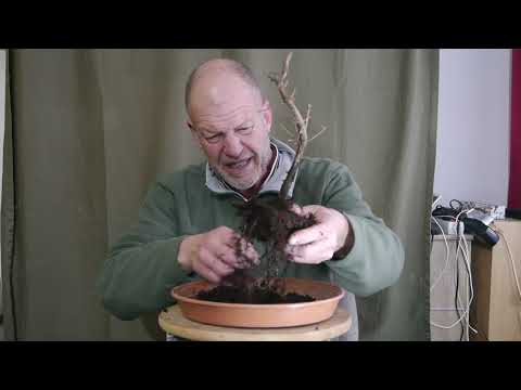 Der Urweltmammutbaum