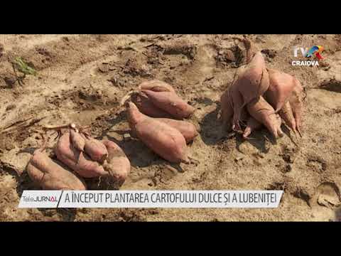 , title : 'A ÎNCEPUT PLANTAREA CARTOFULUI DULCE ȘI A LUBENIȚEI'