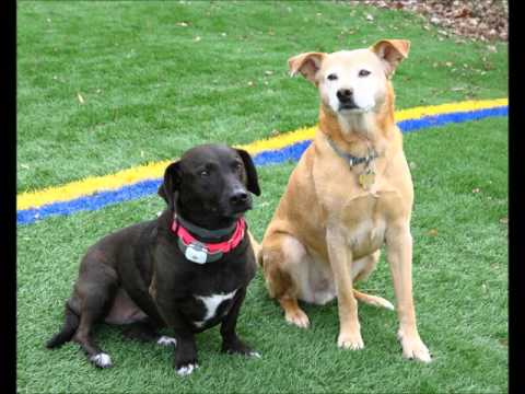 Clover, an adopted Labrador Retriever & Corgi Mix in Oakland, NJ_image-1