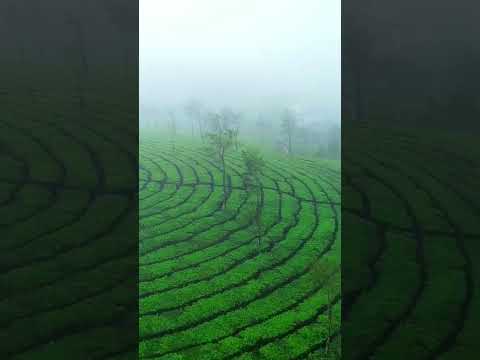 Exploring the Enchanting Tea Plantations of Kerala: A Journey Through Vagamon