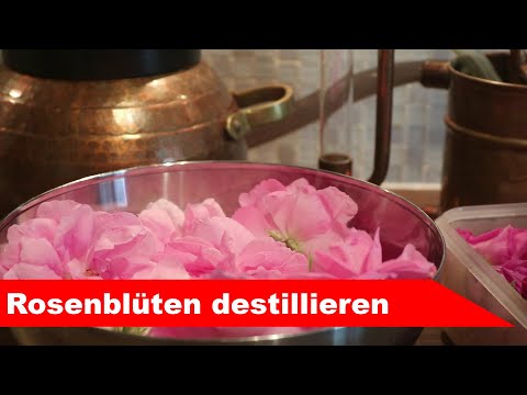 🌷 Rosenblüten destillieren 🌻 - ätherisches Rosen-Öl und Hydrolat selber machen - diSTILLed
