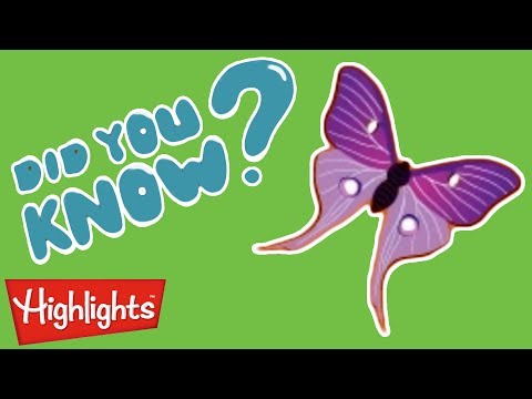Insects Butterflies are so cool! - Did You Know?