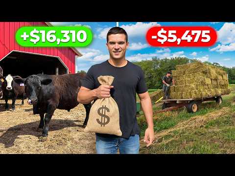 How Much Profit Cattle & Hay Made in 1 Year (Small Farm)