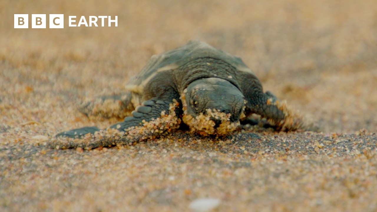 Baby Turtles Try to Survive Against All Odds | Hidden India | BBC Earth