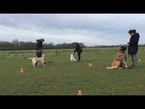 Hondenschool Kersten - Gevorderde Cursus