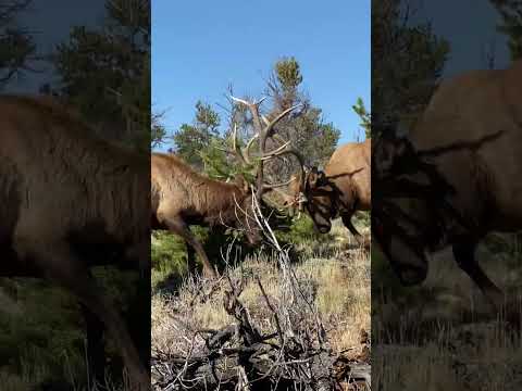 Bow Hunters Film Close Encounter with Battling Bull Elk