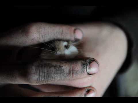 elephant phinix - capital rats