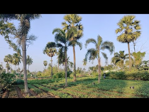 Vennela visiting kadium nursery... #nursery #plants #2021Dec