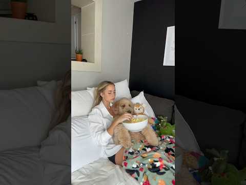 Life mission: keep Oliver happy #dog #goldendoodle