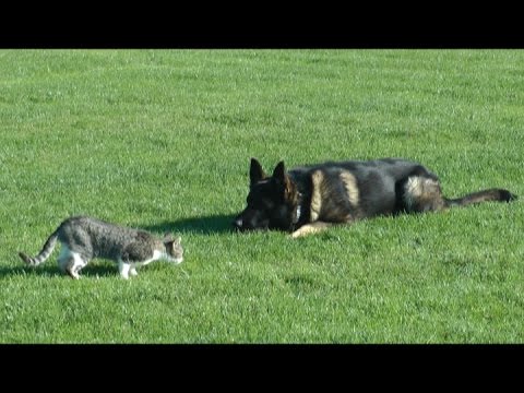 Urri z Kurimskeho haje - IPO Obedience with distractions / K9 Ambassador