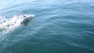 preview picture of video 'Dolphins!'