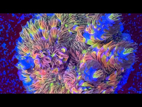 Make Money with Coral Farming: Beginner’s Guide to Growing and Selling Corals