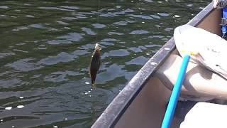 preview picture of video 'First fish of the day .'