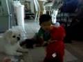 A Boy A Dog And Tickle Me Elmo