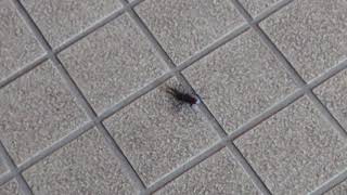 クワガタの散歩