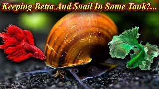 Can We Keep Snails And Betta Fish In Same Tank?. Any Problems And How To Keep? / Fish Aquarium Tamil