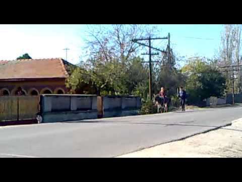 ROATA DE JOS-AMUZANT