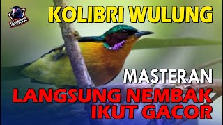 Download lagu Pancingan KOLIBRI WULUNG agar LANGSUNG NEMBAK dan IKUT GACOR | MASTERAN burung KOLIBRI WULUNG mp3 Download lagu Pancingan KOLIBRI WULUNG agar LANGSUNG NEMBAK dan IKUT GACOR | MASTERAN burung KOLIBRI WULUNG mp3