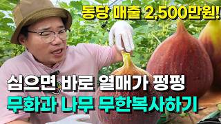무화과가 최고 귀농작물인 이유! 심으면 바로 열매가 펑펑 달리는 무화과 복사 붙여넣기 방법