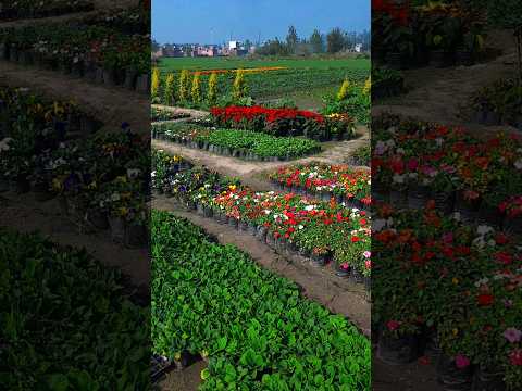 flower nursery | winter plants | garden overview | beautiful landscape | #flowers #gardening
