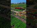 flower nursery | winter plants | garden overview | beautiful landscape | #flowers #gardening