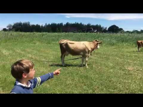 Корова вблизи