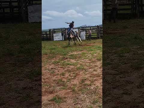 Touro bodaço￼ vs Francisco Damaceno treino AMR Mirador pr
