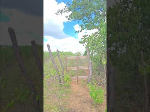 Sítio em Sertânia em Pernambuco, medindo 24 hectares, valor R$ 190.000,00 #fazenda #agro #pecuarista